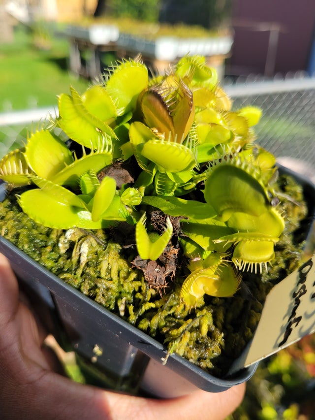 Shop All | Trap Daddy's Carnivorous Plants