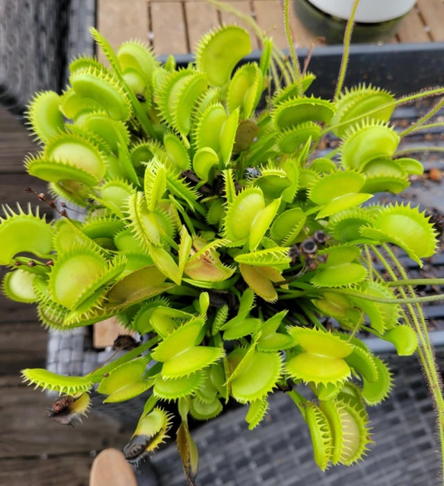 Shop All | Trap Daddy's Carnivorous Plants