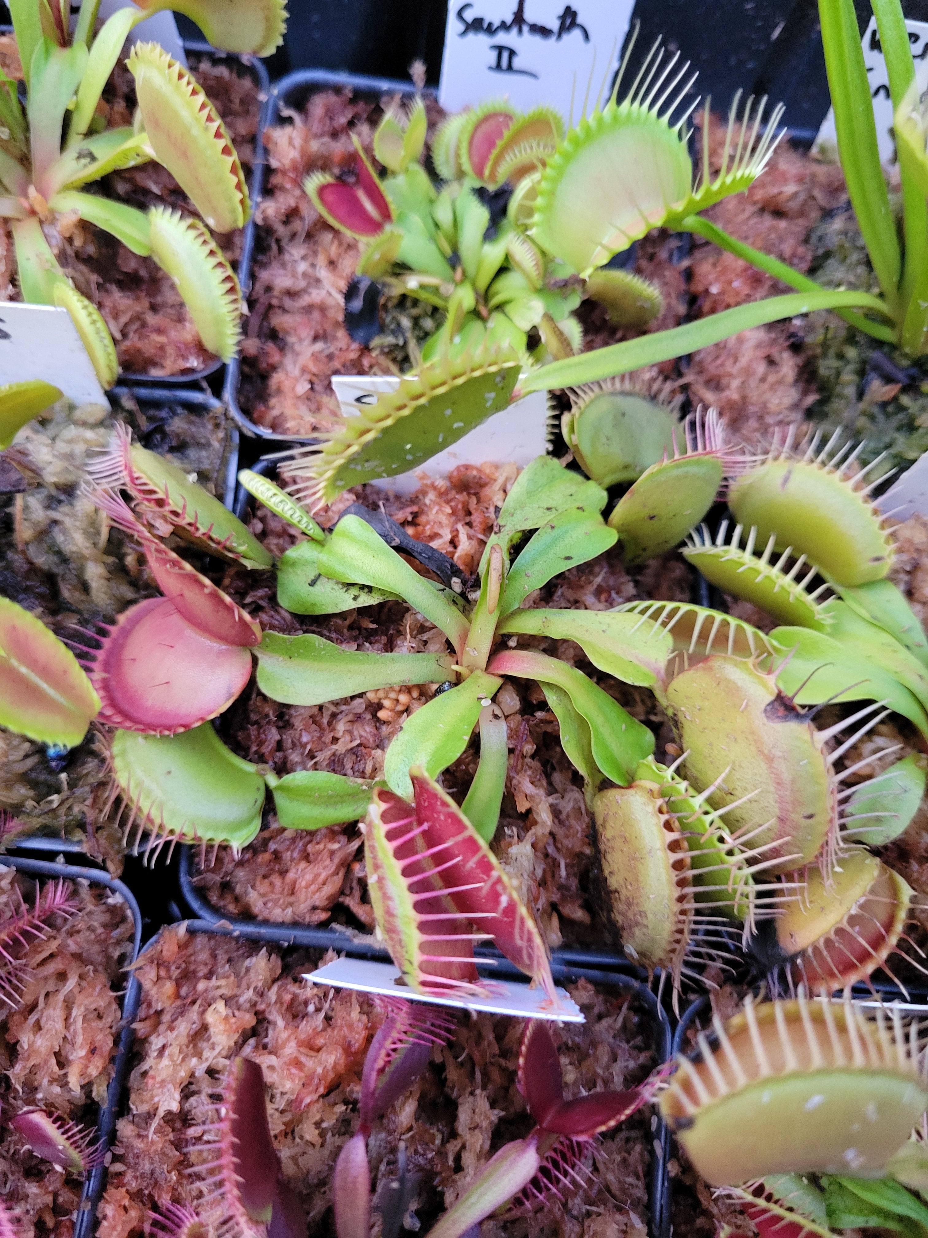 Dionaea SD Kronos | Trap Daddy's Carnivorous Plants
