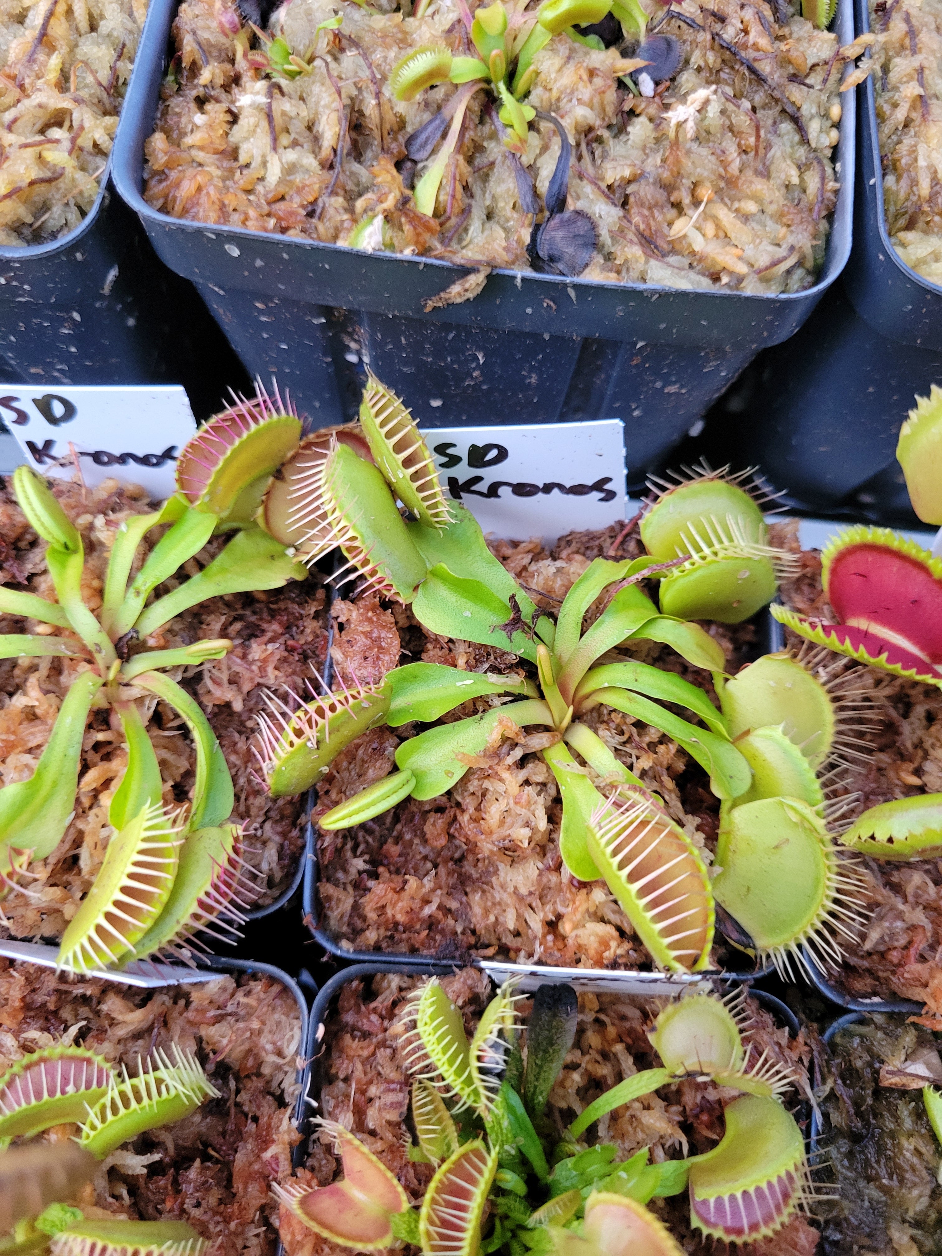 Dionaea SD Kronos | Trap Daddy's Carnivorous Plants