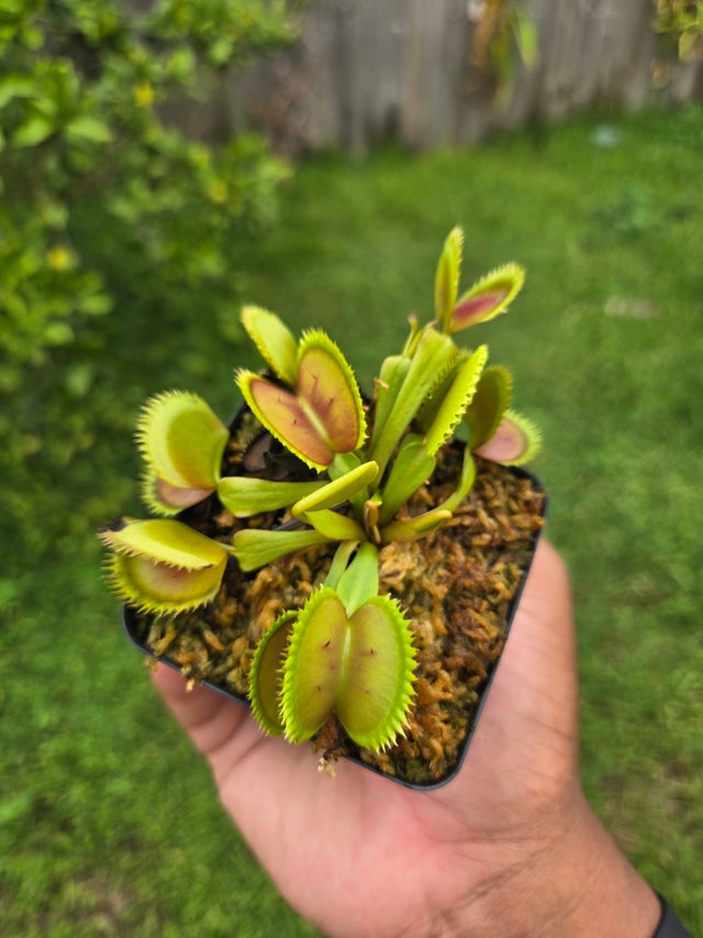 Shop All | Trap Daddy's Carnivorous Plants