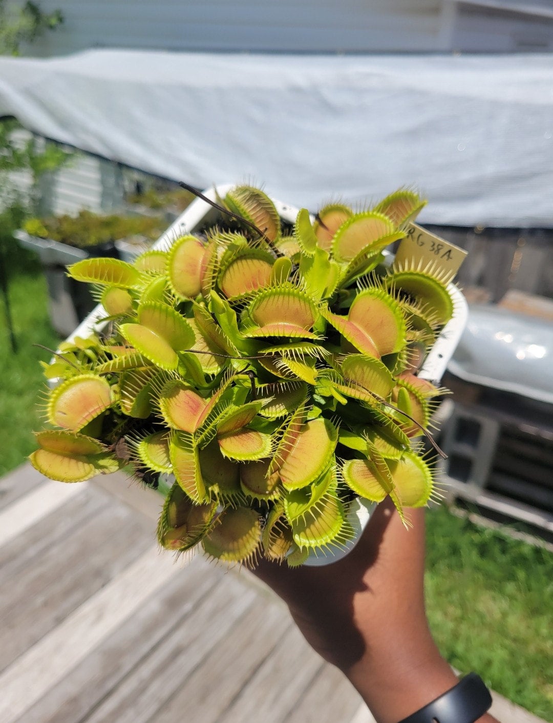 Dionaea SD Kronos | Trap Daddy's Carnivorous Plants