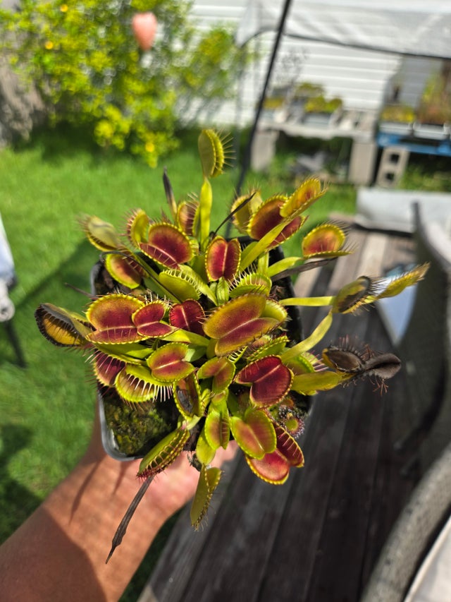 Shop All | Trap Daddy's Carnivorous Plants