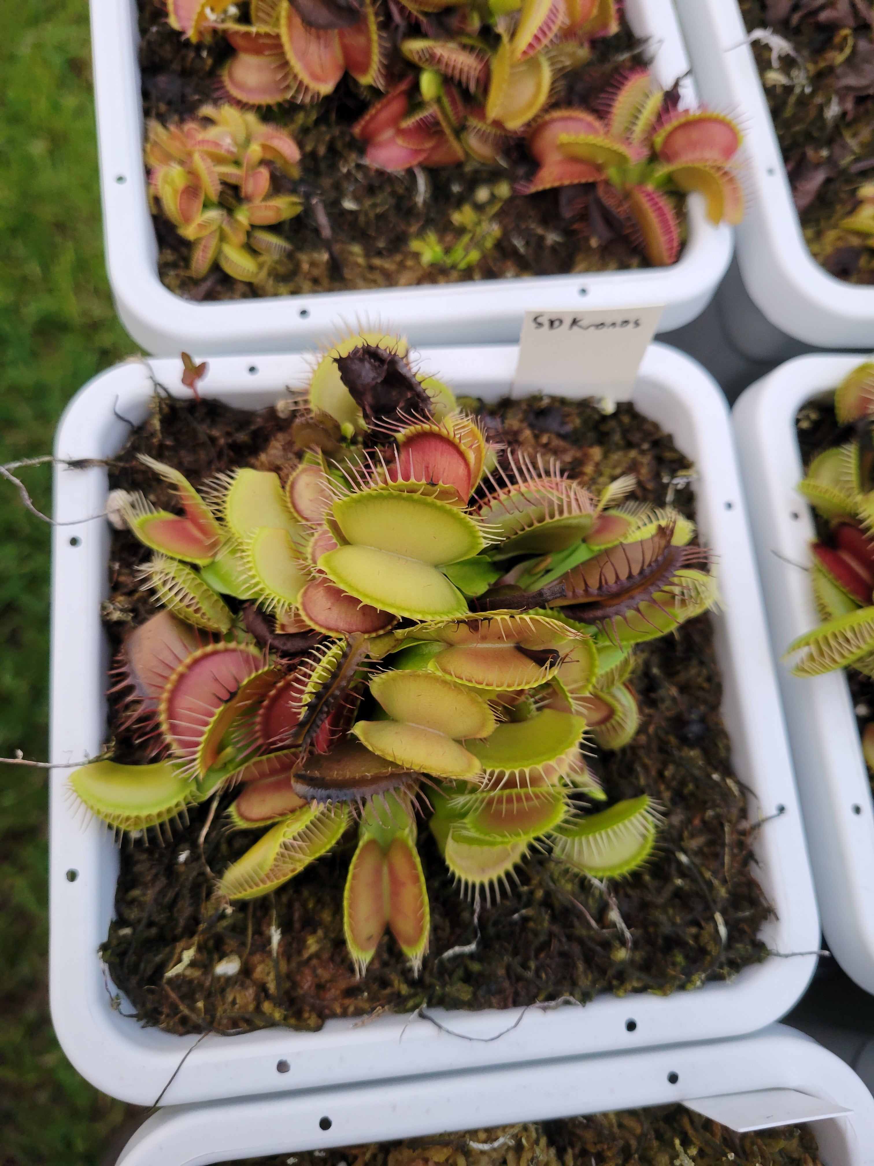 Dionaea SD Kronos | Trap Daddy's Carnivorous Plants